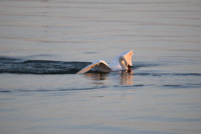 Ducks swimming in sea