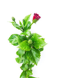 Close-up of green leaves on white background