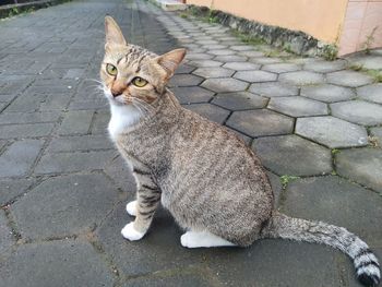 Portrait of cat sitting on footpath