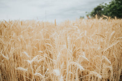 Wheat field against sky