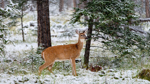 Deer in forest during winter