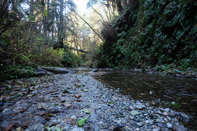 River amidst trees in forest