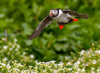 Close-up of bird flying