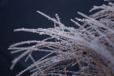 Beautiful winter scenery with a small plants frozen in the pond. 