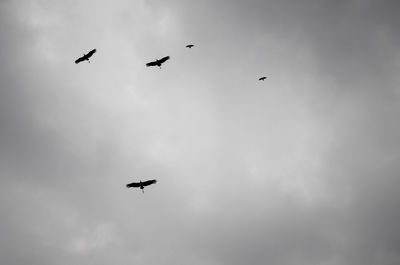 Low angle view of silhouette birds flying in sky