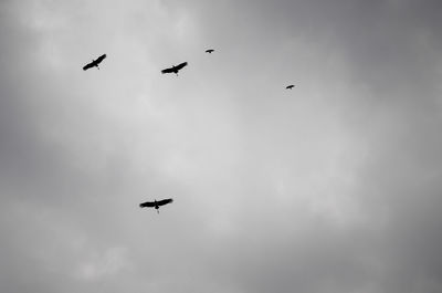 Low angle view of silhouette birds flying in sky