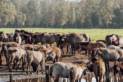 Horses in a field