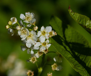 Close-up of white flowering plant