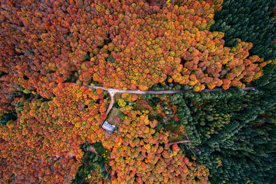 High angle view of plants growing on landscape during autumn