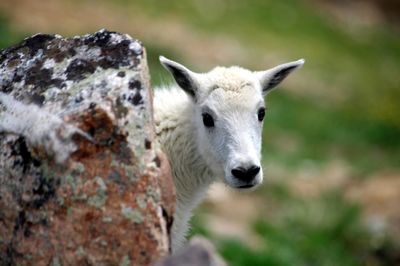 Close-up portrait of sheep