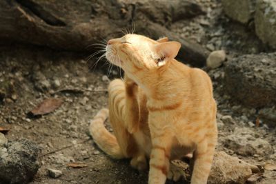 Close-up of cat with eyes closed