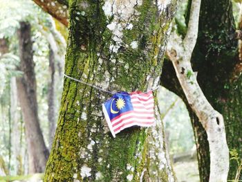 Flag amidst trees in forest