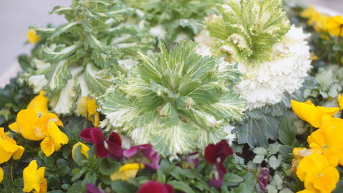 Close-up of yellow flowering plants