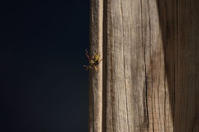 Close-up of fly on wood