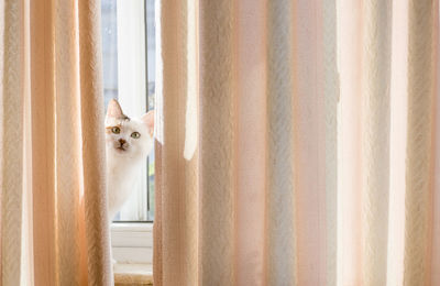 Cat looking through curtain at home