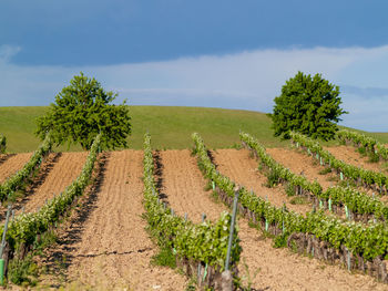 Scenic view of vineyard against sky