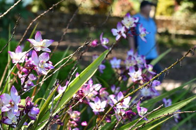 Close-up of purple flowering plants