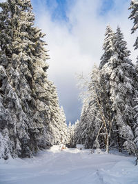 Trees on snow covered landscape