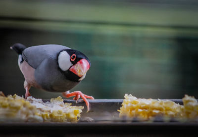 Close-up of bird eating food