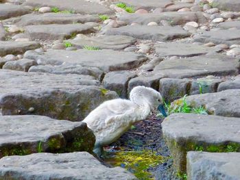 Bird on rock