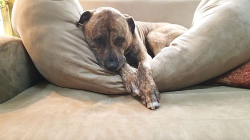 Dog relaxing on sofa at home