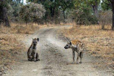 Close-up of two hyenas