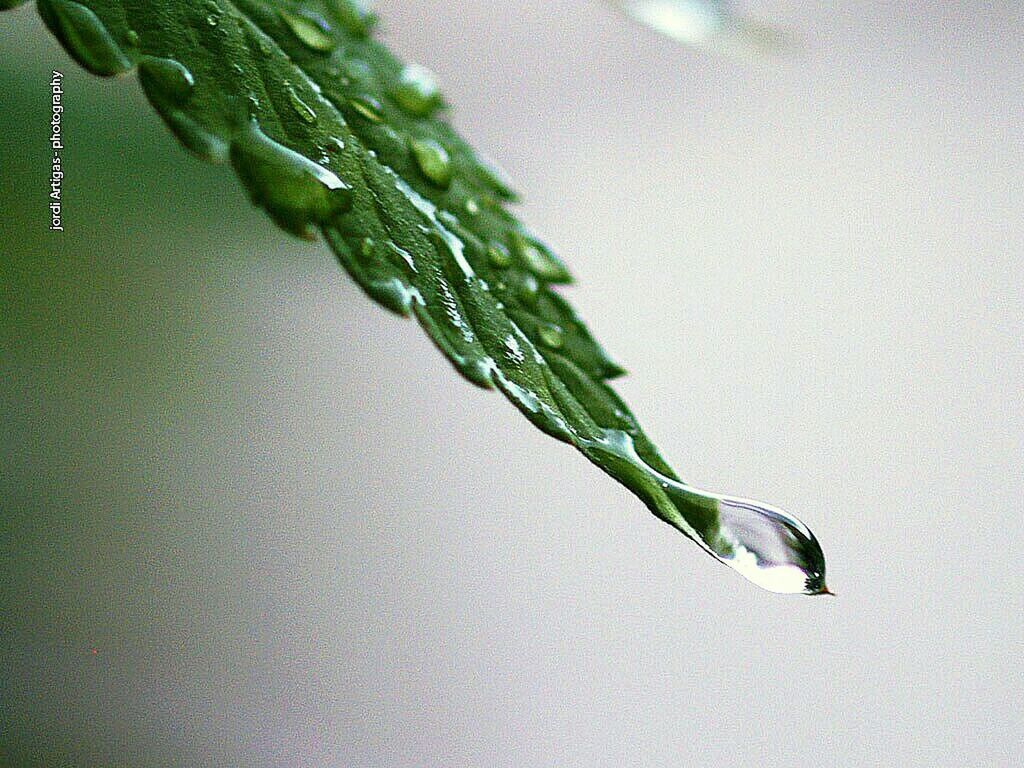 close-up, drop, leaf, water, green color, focus on foreground, plant, nature, wet, growth, freshness, fragility, beauty in nature, selective focus, stem, no people, dew, green, day, outdoors