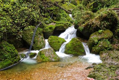 Scenic view of waterfall in forest