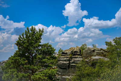 Panoramic view of trees on landscape against sky