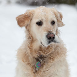 Close-up portrait of dog on snow