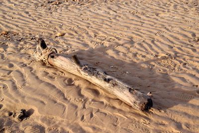 High angle view of driftwood on sandy beach