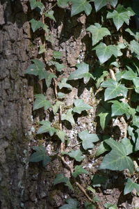 Close-up of ivy growing on tree trunk