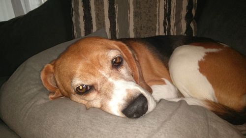 Close-up portrait of a dog resting