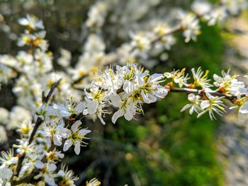 Close-up of white flowering plant