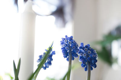 Close-up of purple flowering plant