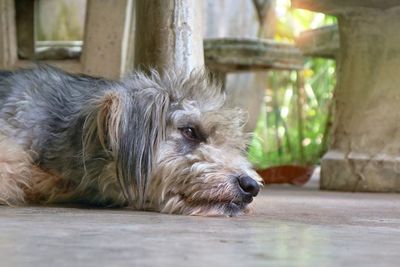 A grey and white dog laying down with looking and wait for owner go back home.