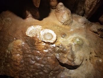 High angle view of shells on rock