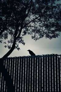 Low angle view of bird perching on a fence