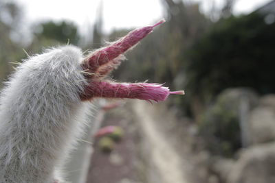 Close-up of pink flower