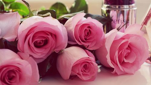 Close-up of pink roses