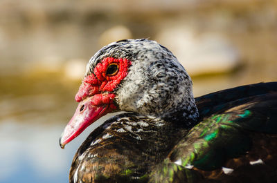 Close-up of muscovy duck