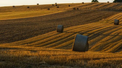 Hay bales on agricultural field