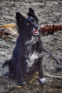 Portrait of dog sitting on field