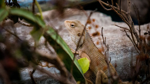 Close-up of lizard on tree