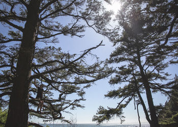 Low angle view of trees in forest against sky