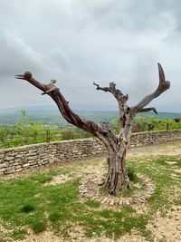 Dead tree on field against sky