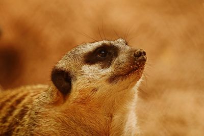 Close-up of a rabbit looking away