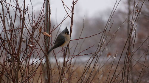 Close-up of bird perching on branch in winter