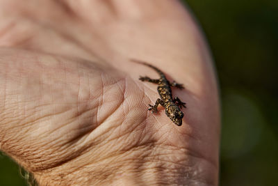 Tiny gekko sitting on the wrist of a white caucasian man. small, brown and delicate lizard. 