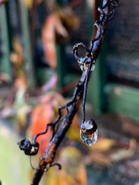 Close-up of snow on twig